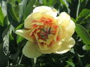 Border Charm peony photo