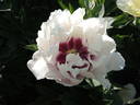 Cora Louise peony photo