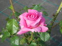 Alphonsine Rose Plessis rose photo