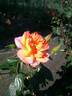I Have a Dream rose photo