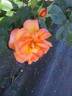 I Have a Dream rose photo