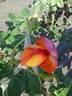 I Have a Dream rose photo