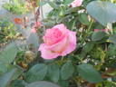 Johanna Villeneuve rose photo