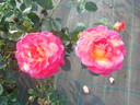 Johanna Villeneuve rose photo