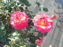 Johanna Villeneuve rose photo