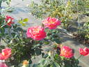 Johanna Villeneuve rose photo