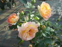 Johanna Villeneuve rose photo