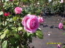 Roberta rose photo