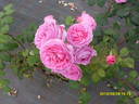 Roberta rose photo