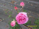 Roberta rose photo