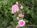 Roberta rose photo