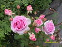 Roberta rose photo