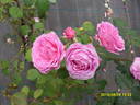 Roberta rose photo