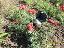 Cardinale Alberoni rose photo