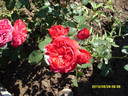 Cardinale Alberoni rose photo