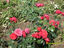 Cardinale Alberoni rose photo