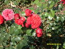 Cardinale Alberoni rose photo