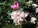 Souvenir de Gaspar Calot peony photo