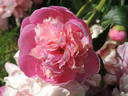 Souvenir de Gaspar Calot peony photo