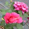 Umberto Saudelli rose photo