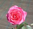 Umberto Saudelli rose photo