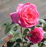 Umberto Saudelli rose photo