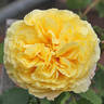 Skylight rose photo