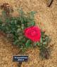 Heart Song ™ rose photo