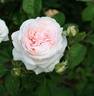 Plaisir d’Amour rose photo