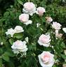 Plaisir d’Amour rose photo