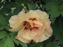 Angelet peony photo