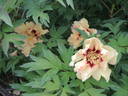 Angelet peony photo