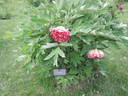 Banquet peony photo
