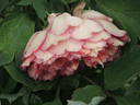 Banquet peony photo