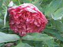 Banquet peony photo