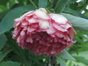 Banquet peony photo