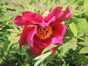 Chinese Dragon peony photo