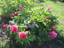 Stoplight peony photo