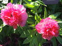 Stoplight peony photo