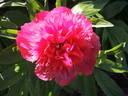 Stoplight peony photo