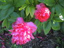 Stoplight peony photo