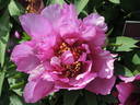 Morning Lilac peony photo