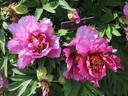 Morning Lilac peony photo