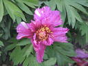 Morning Lilac peony photo