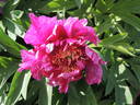Morning Lilac peony photo