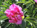 Morning Lilac peony photo