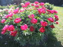 Illini Warrior peony photo