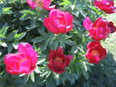 Illini Warrior peony photo