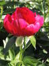 Illini Warrior peony photo