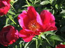 Illini Warrior peony photo